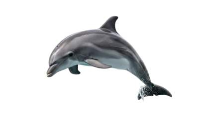 Fotobehang Dolfijn Bottlenose dolphin PNG isolated on transparent background, marine mammal with sleek gray skin and playful behavior, aquatic animal  © Aliona