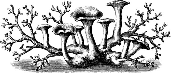 Fototapeta na wymiar Vintage botanical fungal mycelium network sketch for design