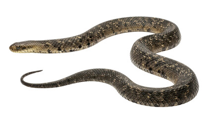 Fototapeta premium Brown and Black Patterned Snake Coiled isolated PNG with Transparent Background