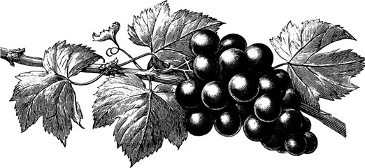 Fototapeta premium Vintage botanical grapevine with grapes and leaves for design