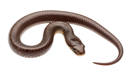 Fototapeta premium Small Brown Snake Coiled isolated PNG with Transparent Background