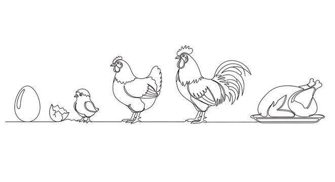 A line drawing of a chicken family including an egg a chick a pullet a hen and a rooster isolated on white background