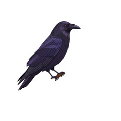 Fototapeta premium Raven perched illustration