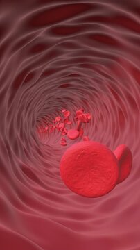 Red Blood Cells flow in the vein animation. Full HD. 4K