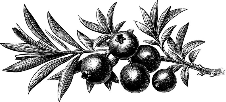 Vintage juniper branch with berries botanical drawing for design and decoration