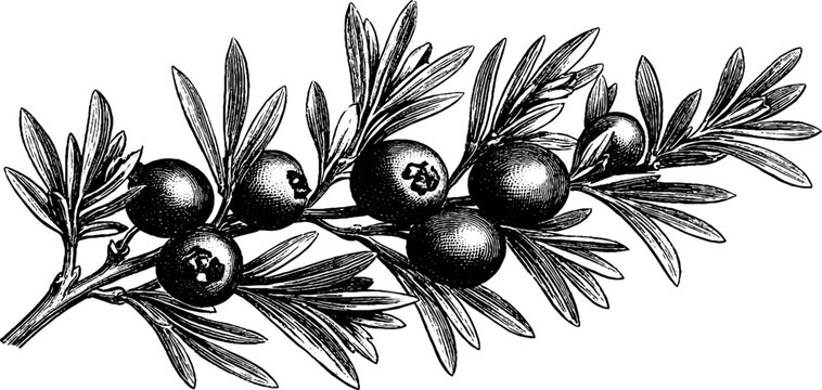 Vintage botanical engraving of juniper branch with berries for retro design