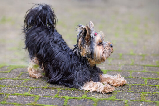 Adorable Yorkshire Terrier dog performing a playful stretch or play bow on a textured outdoor patio. Features its classic black and tan fur and a small red hair accessory.