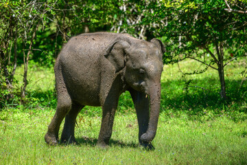 Fototapeta premium Asian elephant covered in wet mud walks across grassy forest edge habitat after a mud bath in Yala National Park, Sri Lanka