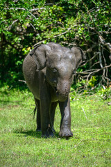 Fototapeta premium Asian Elephant taking a mud bath, throwing mud over its body using its trunk at the forest edge in Yala National Park