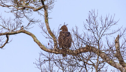 Obraz premium A crested serpent eagle perches on a bare tree branch in dry forest habitat at Yala National Park, with a small passerine bird nearby against a clear blue sky.