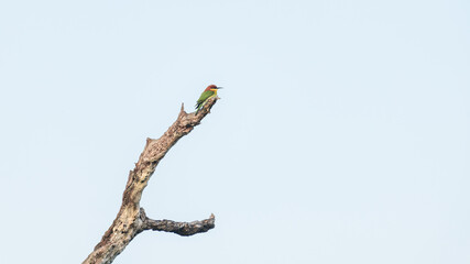 Obraz premium A chestnut-headed bee-eater (Merops leschenaulti) perched on a bare tree branch against a clear blue sky in Yala National Park, Sri Lanka