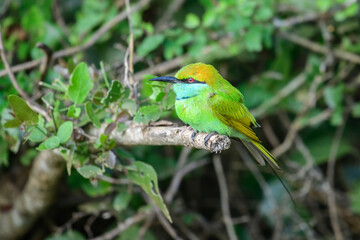 Fototapeta premium Asian green bee-eater (Merops orientalis) perches on a branch close up.