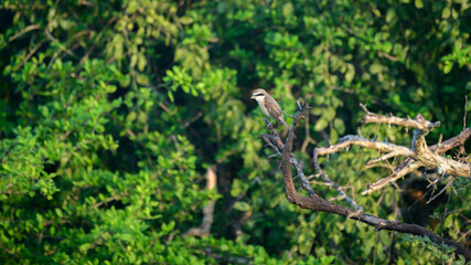 Obraz premium A brown shrike (Lanius cristatus) perches on a dead tree branch in sunlit dry scrub vegetation 