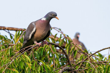 Ringeltaube (Columba palumbus)