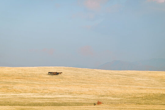Herd of horses grazing on vast grassland under blue sky