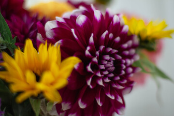 Beautiful colorful dahlia flowers in a white ceramic vase on a light background.