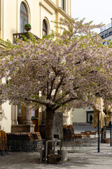 Spring Cherry Blossoms at St Olavs Plass Oslo Norway featuring Cafe Tekehtopa and Historic 1872 Architecture in Full Bloom with Outdoor Dining Scene
