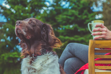 The setter dog sitting next to his owner on the outdoor