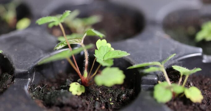 small green fresh strawberry or wild strawberry sprouts grown in a plastic tray with fertile soil for seedlings, filled with a plastic tray with new strawberry seedlings for planting in the spring