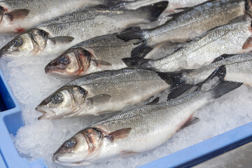 European seabass displayed at a Spanish fish market stall specializing in traditional seafood. This high-value fish is popular in Spain and widely sold in local markets