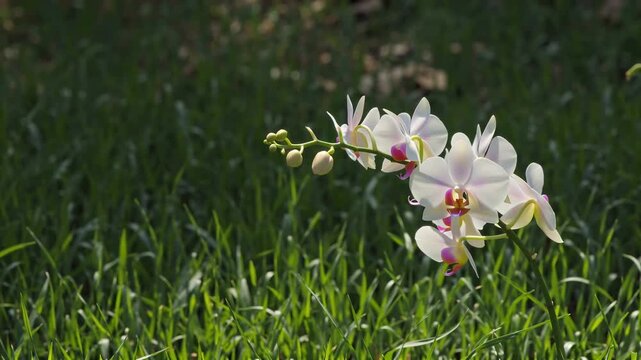 Delicate white orchids bloom gracefully amidst lush green grass in soft, natural sunlight.