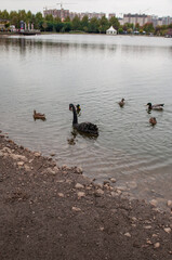 Black swan and ducks on a pond in a city park