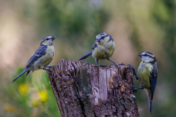 Blaumeisen (Cyanistes caeruleus)