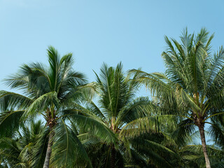 Obraz premium palm trees in the garden