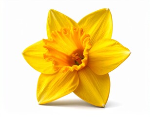 A Vibrant Yellow Daffodil Flower in Full Bloom.