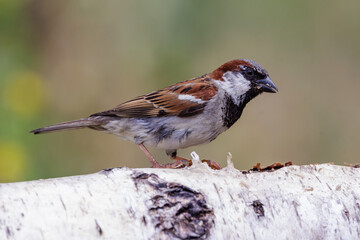 Haussperling (Passer domesticus) M&auml;nnchen