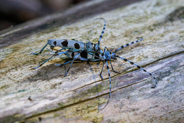 Alpenbock (Rosalia alpina)