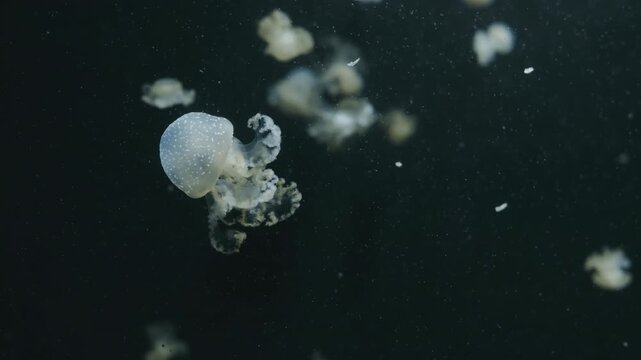 Luminescent Jellyfish Drifting In Dark Water, Solitary Moonlike Medusa Pulsing Gently Among Suspended Plankton, Soft Backlight