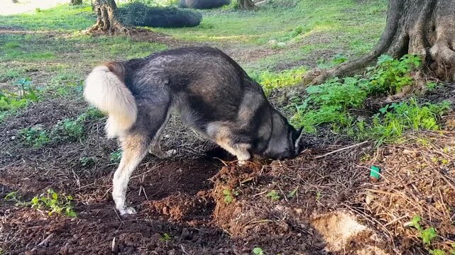 : Side View of Cute Siberian Husky Dog Digging a Hole in Soil and Dirt Under a Tree. Funny Domestic Pet Behavior and Instincts Outdoors in Nature Park