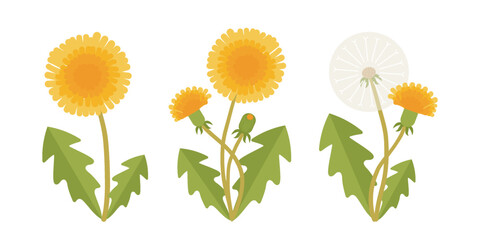 Dandelion spring flowers set in flat geometric style. Blooming dandelion and seed puff. Botanical vector illustration isolated on white bacground.