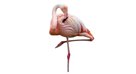 Elegant pink flamingo standing on one leg isolated PNG, exotic bird on transparent background for design projects and educational use © Iura