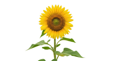 Obraz premium Bright yellow sunflower PNG isolated on transparent background, cheerful summer flower with green leaves for design projects and decoration