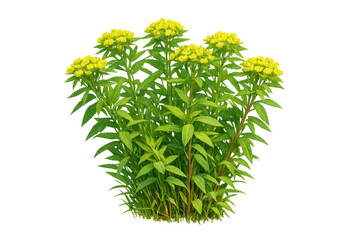 Yellow flowering plant with green leaves thriving outdoors, blooming bright inflorescences, a botanical element with transparent background
