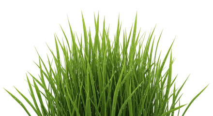 Fresh green grass PNG isolated on transparent background, vibrant blades with water droplets for spring and nature designs © Iura