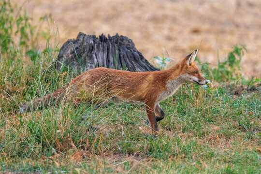 Rotfuchs (Vulpes vulpes)