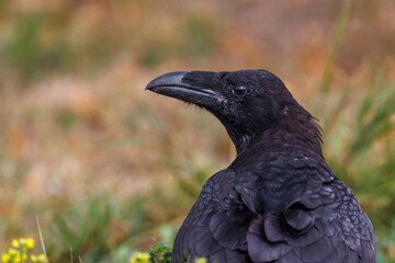 Fototapeta premium Kolkrabe (Corvus corax)
