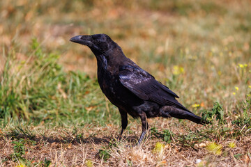 Obraz premium Kolkrabe (Corvus corax)