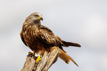 Rotmilan (Milvus milvus)