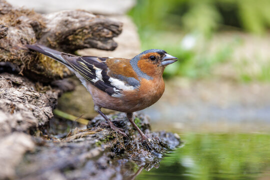 Buchfink (Fringilla coelebs) M&auml;nnchen