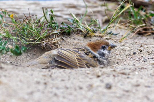 Feldsperling (Passer montanus)