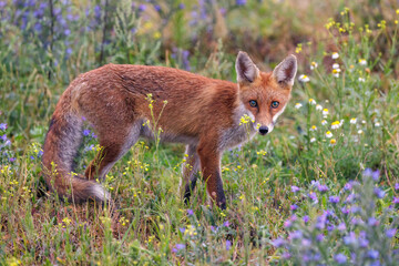 Rotfuchs (Vulpes vulpes)