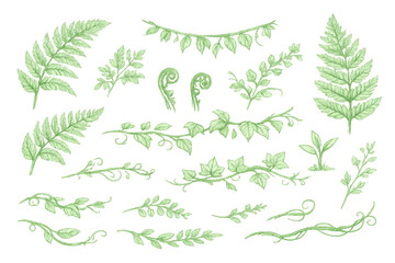 Naklejka premium Green fern and ivy leaves with climbing vines, botanical watercolor elements for nature illustrations on transparent background