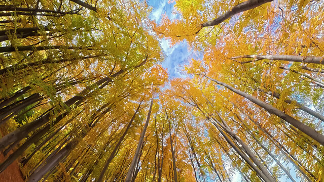 Looking up at colorful autumn forest canopy. Upward view of tall trees with vibrant yellow and orange leaves in a forest during autumn, revealing a stunning seasonal canopy.