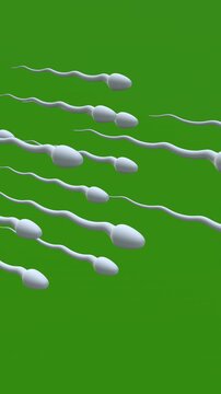 3D Animation of Human sperm on green background. Full HD. 4K