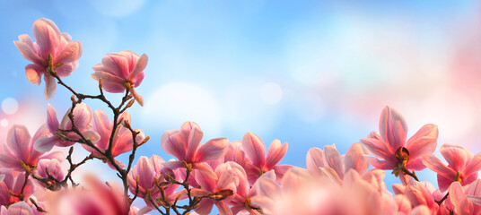 Magnolia blossoms in beautiful warm sunlight with dreamy blurred background. A botanical spring photo with the flowers on branches over the blue sky. © Smileus