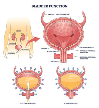 Bladder function shows urine storage and release, bladder, urethra, and ureters labeled to explain control of flow and anatomy. Outline diagram